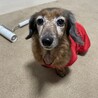 人懐っこい遊ぶの大好き サムネイル3