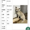 殺処分対象❗️収容期限6/9迄❗️延長なし サムネイル7