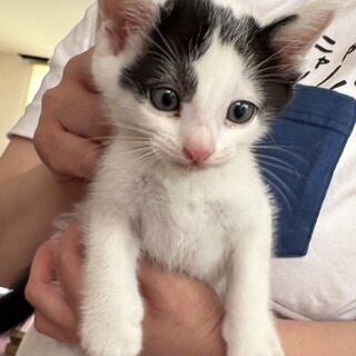かわいい3兄妹のマル男くんです❗️