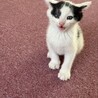 かわいい3兄妹のマル男くんです❗️ サムネイル2