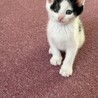 かわいい3兄妹のマル男くんです❗️ サムネイル3