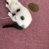 かわいい3兄妹のマル男くんです❗️ サムネイル4