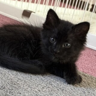 かわいい3兄妹のクロリちゃんです❗️