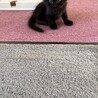 かわいい3兄妹のクロリちゃんです❗️ サムネイル2