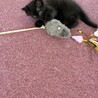 かわいい3兄妹のクロリちゃんです❗️ サムネイル3