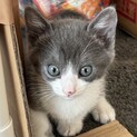 お問合せがあり一旦停止中です(グレミちゃん)