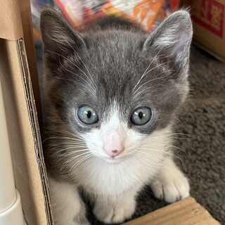 エキゾチックショートヘア」大阪府 - 猫の里親募集(429805