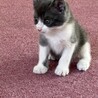 お問合せがあり一旦停止中です(グレミちゃん) サムネイル2