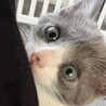 お問合せがあり一旦停止中です(グレミちゃん) サムネイル3