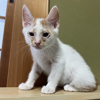 急募】子猫ちゃん4匹里親募集