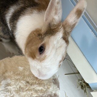 うさぎ[きなこもち]」神奈川県 - 小動物の里親募集(541629) 1枚目の