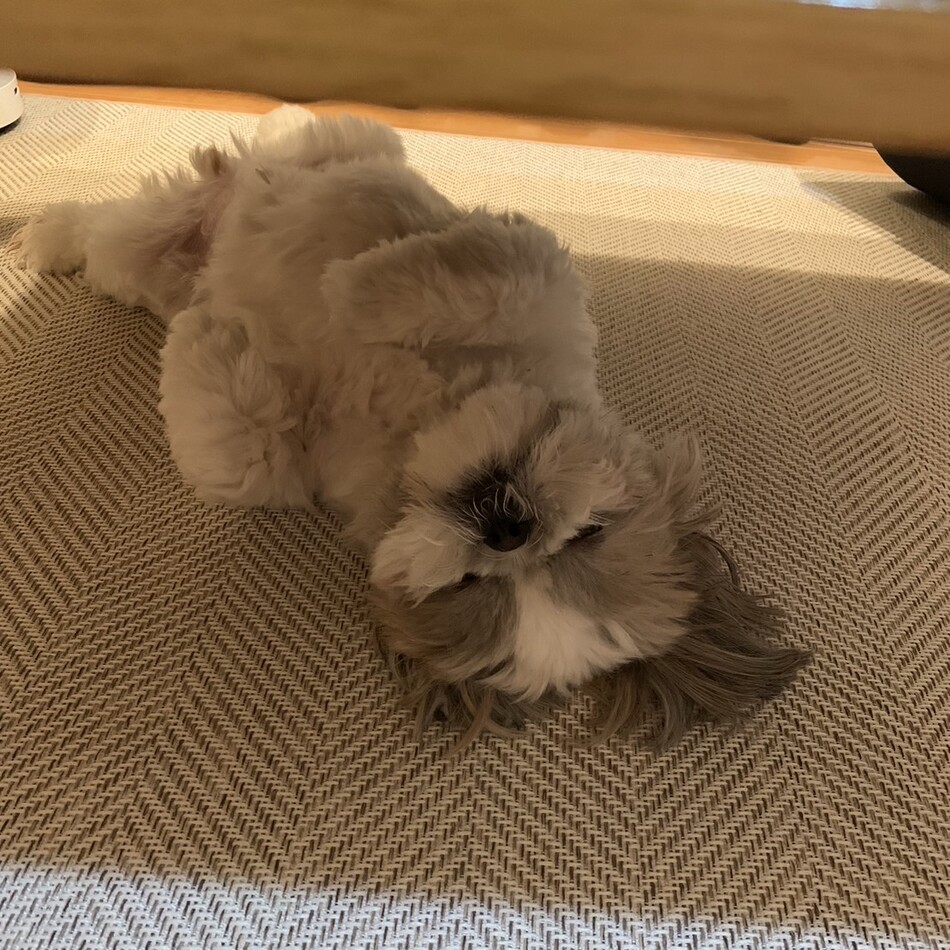 まゆげのカバー写真