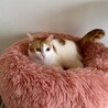 障害があっても強くいきる女の子 サムネイル2