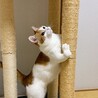 障害があっても強くいきる女の子 サムネイル4