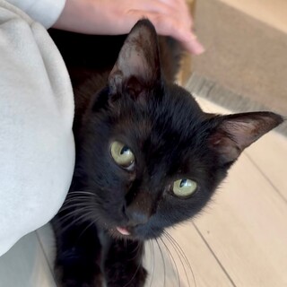 スリスリ黒猫ちゃん里親さん募集中