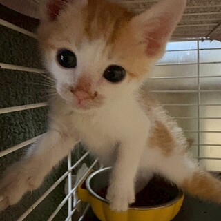 元気いっぱいのブロッケンJr.