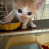 元気いっぱいのブロッケンJr. サムネイル2