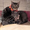 猛烈人懐っこい甘えん坊兄弟 サムネイル5