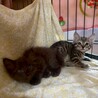可愛い兄妹 サムネイル2