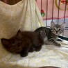 可愛い兄妹 サムネイル3