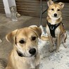 ペタンコのお耳に大きなお目めの⭐︎オレくん⭐︎