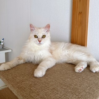 人も猫も大好きな男の子