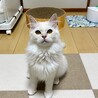 人も猫も大好きな男の子 サムネイル2