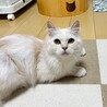 人も猫も大好きな男の子 サムネイル3