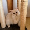 人も猫も大好きな男の子 サムネイル4