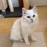 人も猫も大好きな男の子 サムネイル5