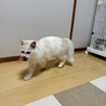 人も猫も大好きな男の子 サムネイル6