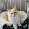 人も猫も大好きな男の子 サムネイル7