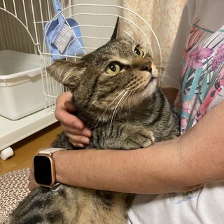 たくましいボディの甘えん坊