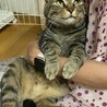 たくましいボディの甘えん坊 サムネイル2