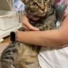 たくましいボディの甘えん坊 サムネイル3