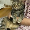 たくましいボディの甘えん坊 サムネイル4