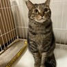 たくましいボディの甘えん坊 サムネイル5