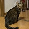 たくましいボディの甘えん坊 サムネイル6
