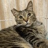 たくましいボディの甘えん坊 サムネイル7