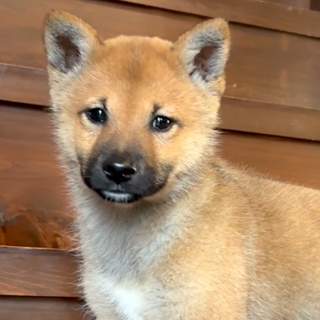 甘えん坊の元野犬【夏】君