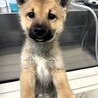 甘えん坊の元野犬【夏】君 サムネイル2