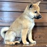 甘えん坊の元野犬【夏】君 サムネイル3