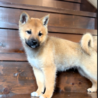 甘えん坊の元野犬【夏】君 サムネイル4