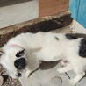 フレブルxロングコートチワワmix犬 サムネイル2