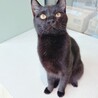 【わかめくん】黒猫界の甘えんBoy♡ サムネイル2