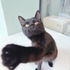 【わかめくん】黒猫界の甘えんBoy♡ サムネイル3