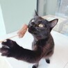【わかめくん】黒猫界の甘えんBoy♡ サムネイル4