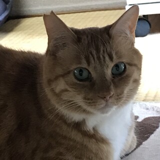 大至急里親さん募集