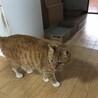 大至急里親さん募集 サムネイル2
