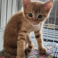 ねね